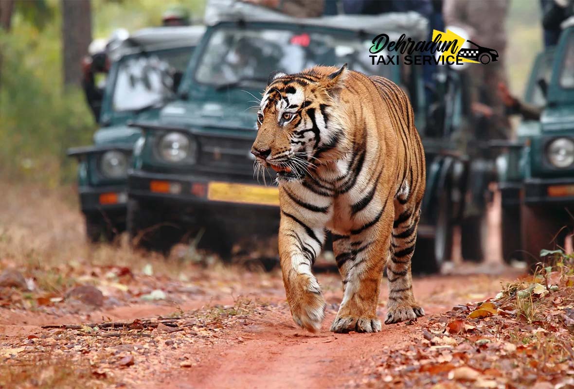corbett-taxi